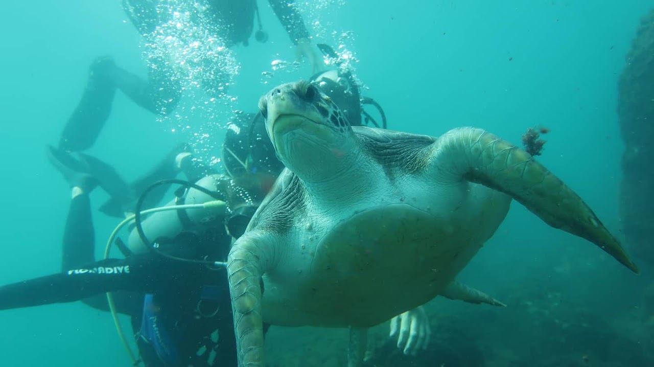 Floripa Dive Mergulho — foto 2