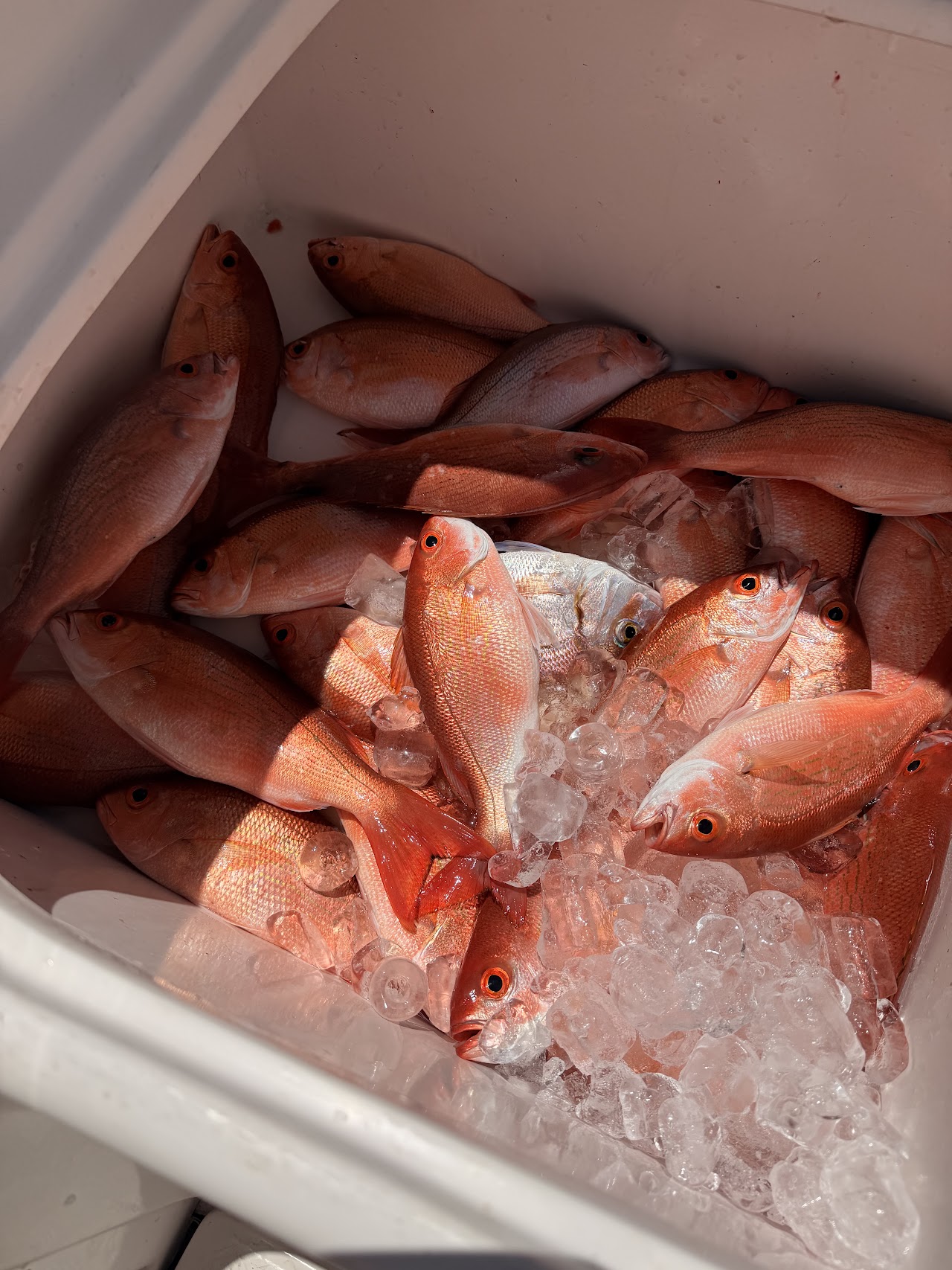 Pesca Embarcada — foto 6